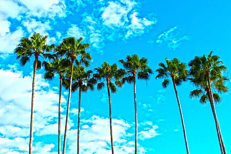 palm trees under semi-cloudy daytime sky thumbnail