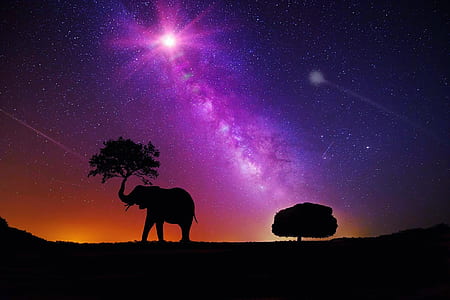 elephant silhouette digital wallpaper thumbnail