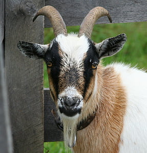 closeup photo of white and brown goat thumbnail
