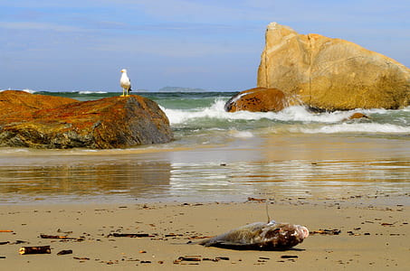 Dead Fish on Seashore during Daytime thumbnail