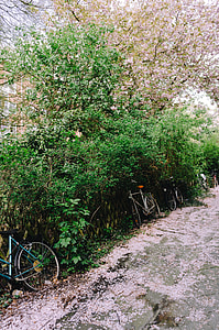 Spring in town thumbnail