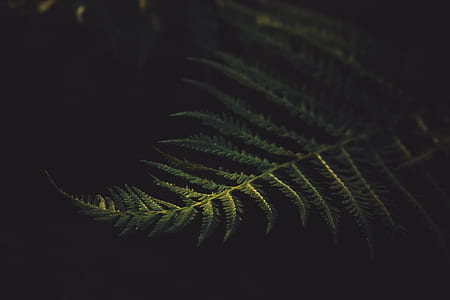 low-light photography of fern plant thumbnail