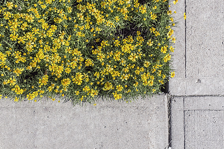 yellow Aster flowers near gray concrete pavement thumbnail