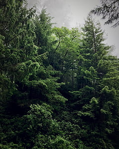 green trees under fogs thumbnail