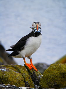 selective focus photo of black, orange, and white bird thumbnail