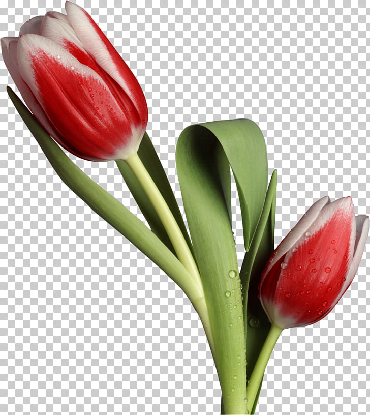 flores tulip