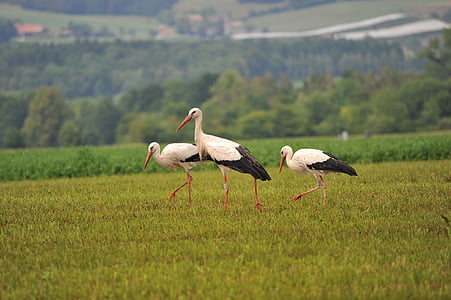 three white-and-black birds thumbnail