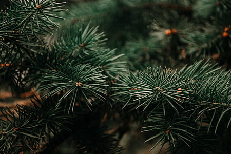 shallow focus photography of green plants thumbnail