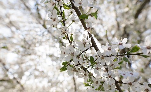 tilt shift white flowering tree thumbnail