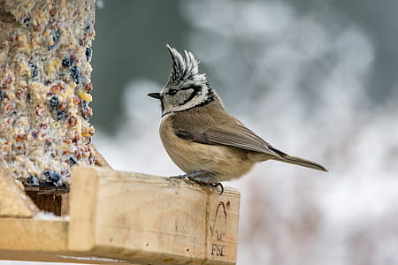 nature, animal world, bird, animal, small, cute thumbnail