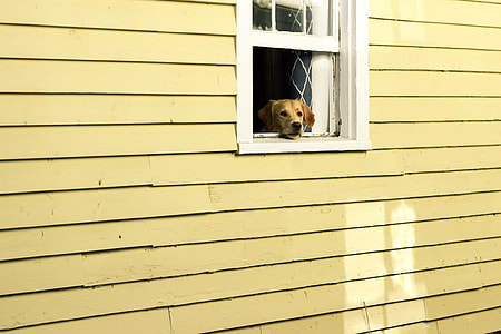 dog inside the house sticking its head on the window thumbnail
