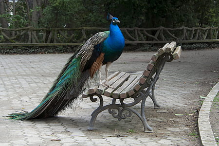 blue and green peacock on bench thumbnail