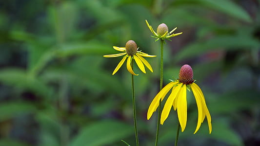 Yellow prairie coneflowers. thumbnail