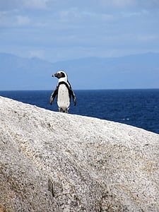 close-up photography of white and black magellanic penguin on sand thumbnail