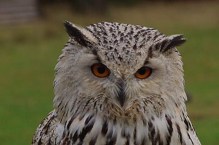 wildlife photography of white owl thumbnail