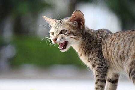 selective focus photography of brown tabby cat thumbnail