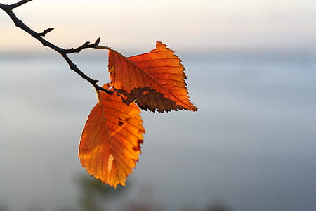 shallow focus photo of green leaves thumbnail