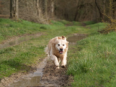 golden retriever running across the road thumbnail