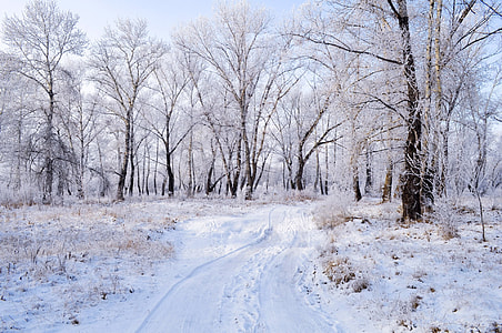 trees during snow thumbnail