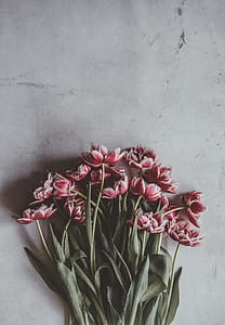 pink petaled flowers on gray surface thumbnail