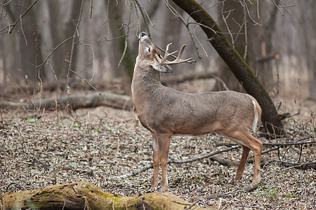 selective focus photography of brown deer thumbnail