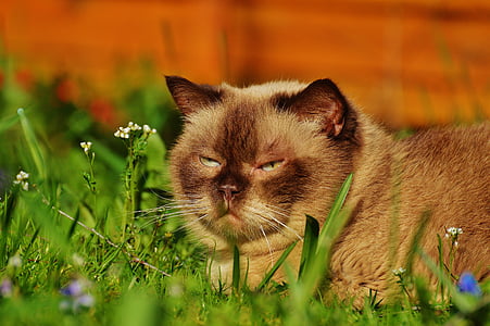 gray cat on green grass thumbnail