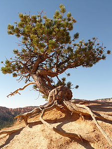 green tree under blue sky at daytime thumbnail