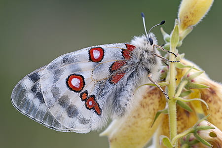 close-up photography white and red butterfly on yellow petaled flower thumbnail