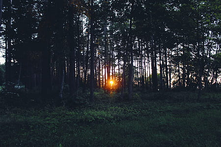 sunset shining through green tall trees thumbnail