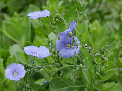 purple flowers thumbnail