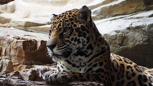 leopard thumbnail