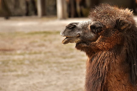 selective focus photography of llama thumbnail