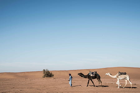 black and beige camels on desert thumbnail