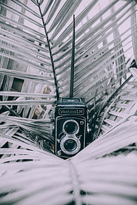 grayscale photo of Yashica LM camera on plant leaf thumbnail