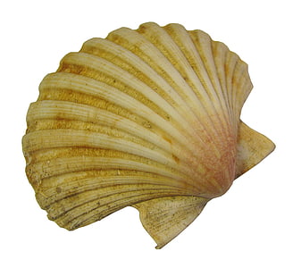 beige clamshell on white surface thumbnail