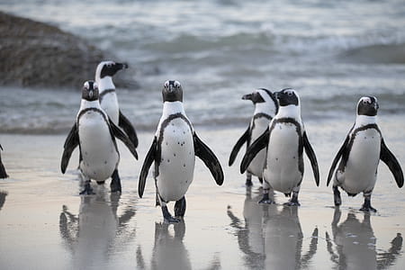 Flock of Penguins Near Sea thumbnail