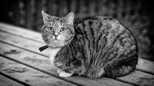 grayscale photography of tabby cat thumbnail