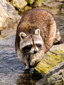 brown raccoon walking on body of water during daytime thumbnail
