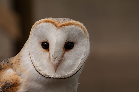 white and brown owl thumbnail