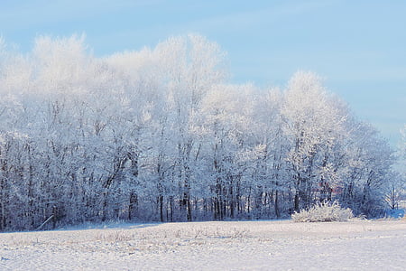 field of white trees near ground thumbnail
