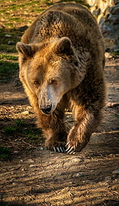 close-up photography of bear walking during daytime thumbnail
