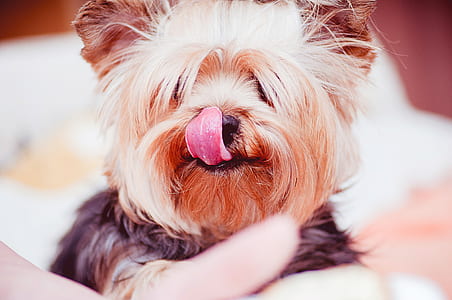 close up photo of black and tan Yorkshire terrier puppy thumbnail
