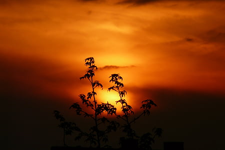 black tree under sun thumbnail