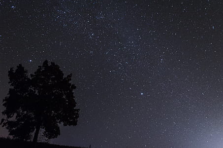 tree under night sky thumbnail