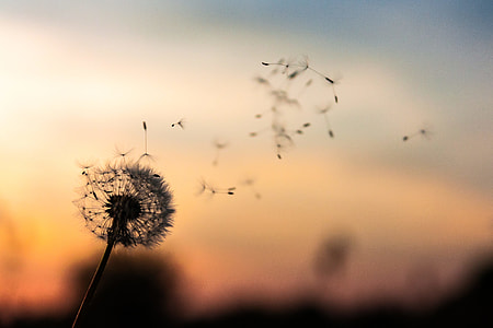 dandelion in tilt shift photography thumbnail