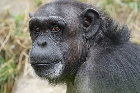 close-up photo of black monkey thumbnail