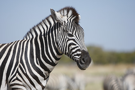 macro photography of zebra thumbnail