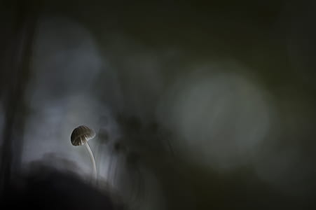 Shallow Focus of White Mushroom Painting thumbnail