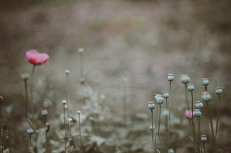 selective focus photo of flowers buds thumbnail