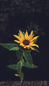sunflower selective focus photography thumbnail